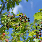 Buckthorn - Alder (Rhamnus frangula)