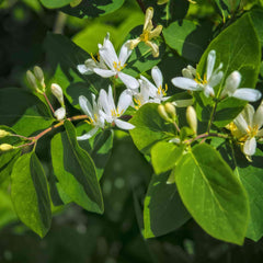 White flowers on Rhamnus frangula (Alder buckthorn) hedging plants