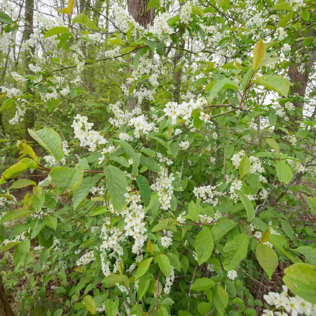 Buckthorn - Alder (Rhamnus frangula)