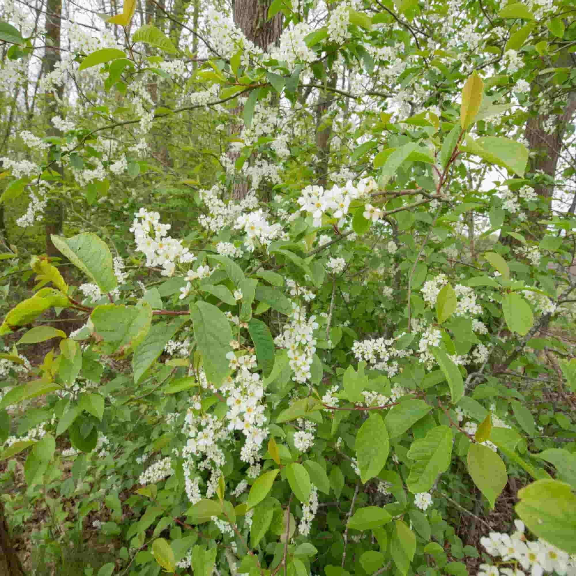 Buckthorn - Alder (Rhamnus frangula)