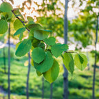 Poplar - Aspen (Populus tremula)