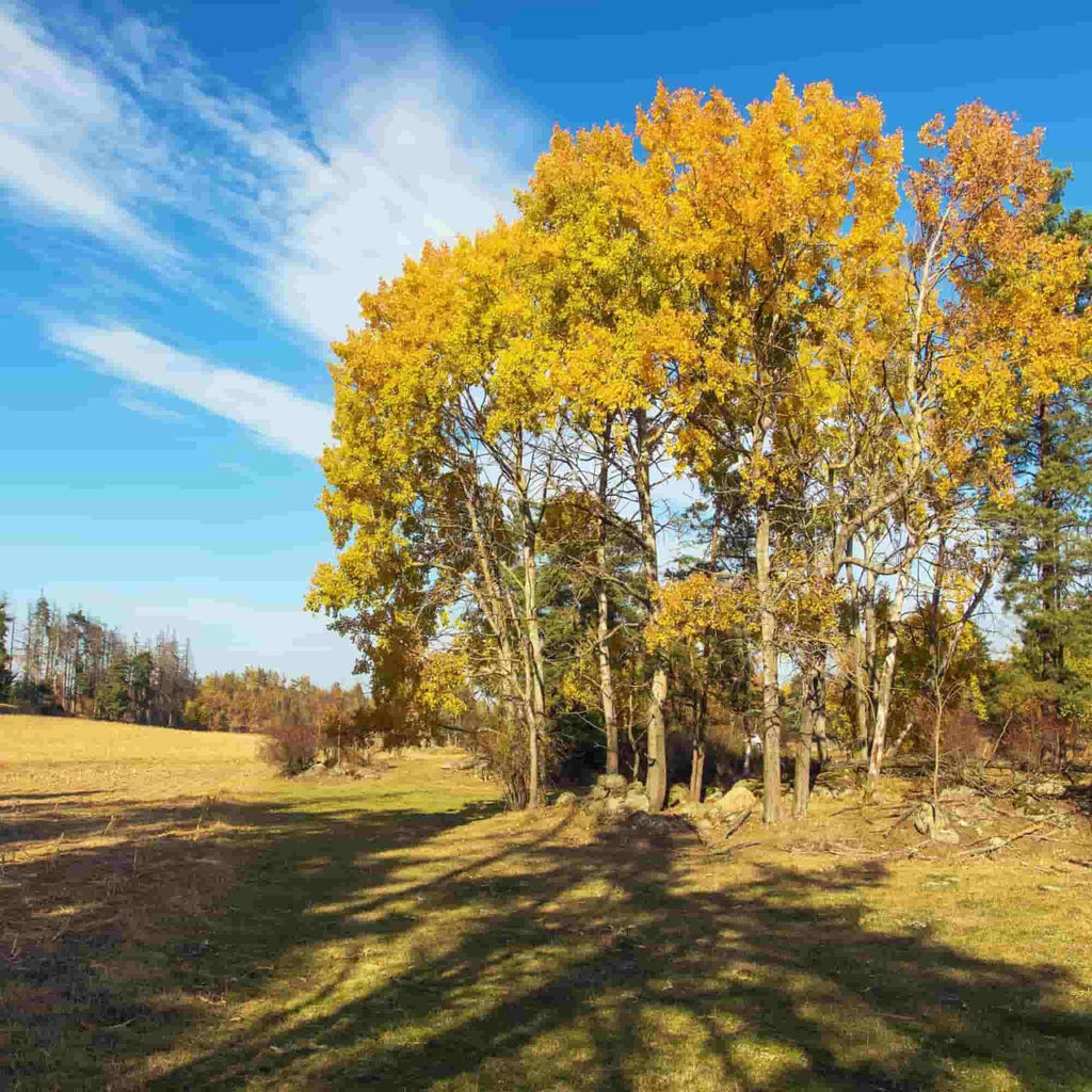 Poplar - Aspen (Populus tremula)