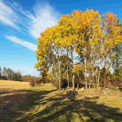 A copse of Aspen (Populus tremula) trees with yellow Autumn foliage