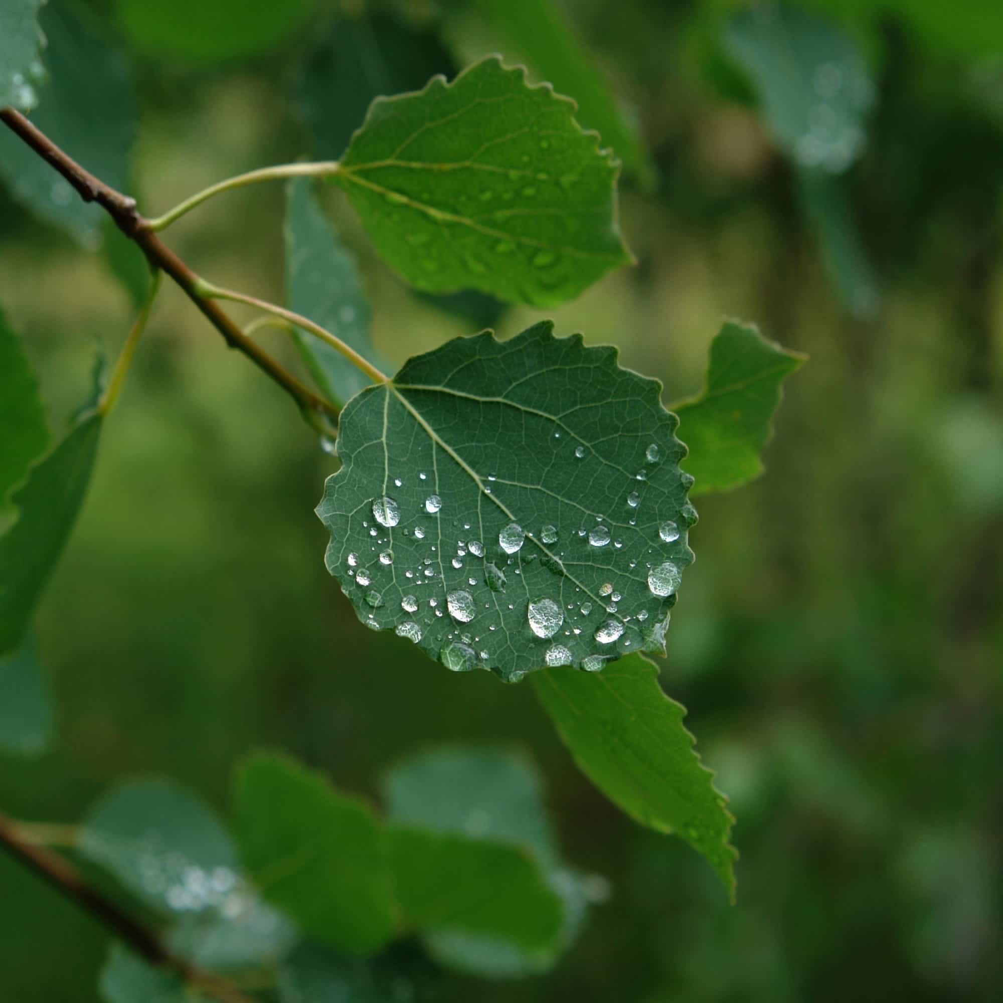 Poplar - Aspen (Populus tremula)