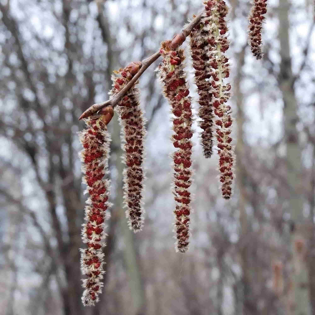 Poplar - Aspen (Populus tremula)