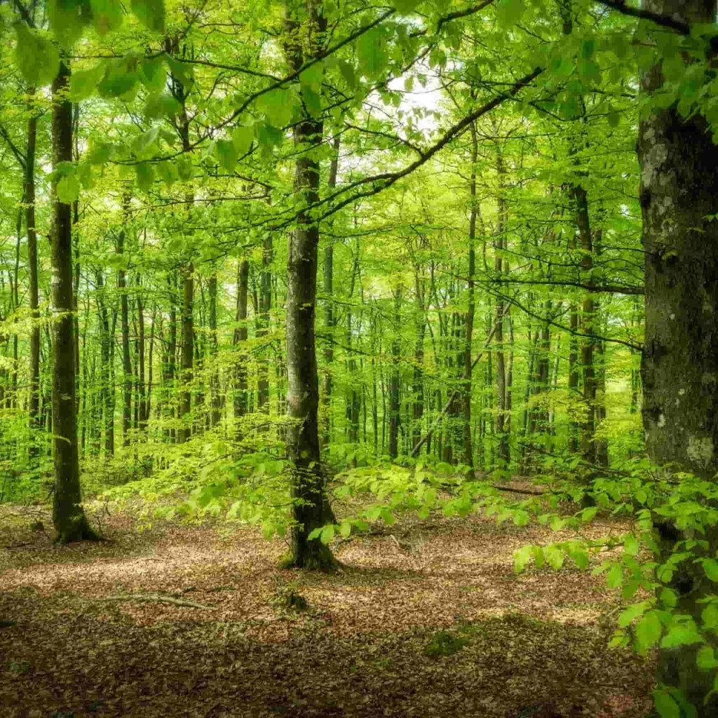 Beech (Fagus sylvatica)