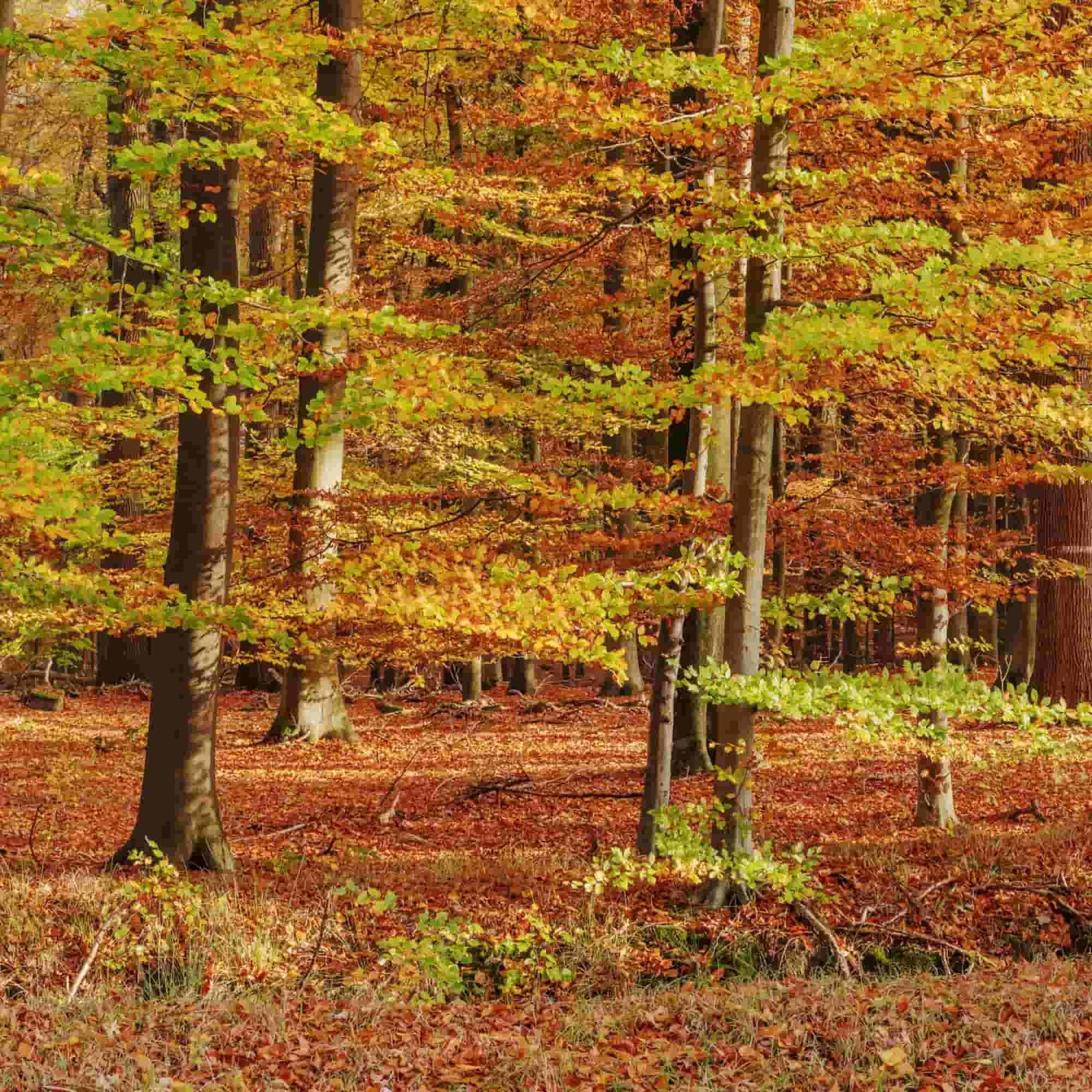 Beech (Fagus sylvatica)