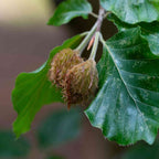 Beech (Fagus sylvatica)