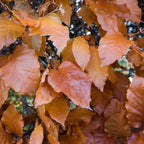 Beech (Fagus sylvatica)