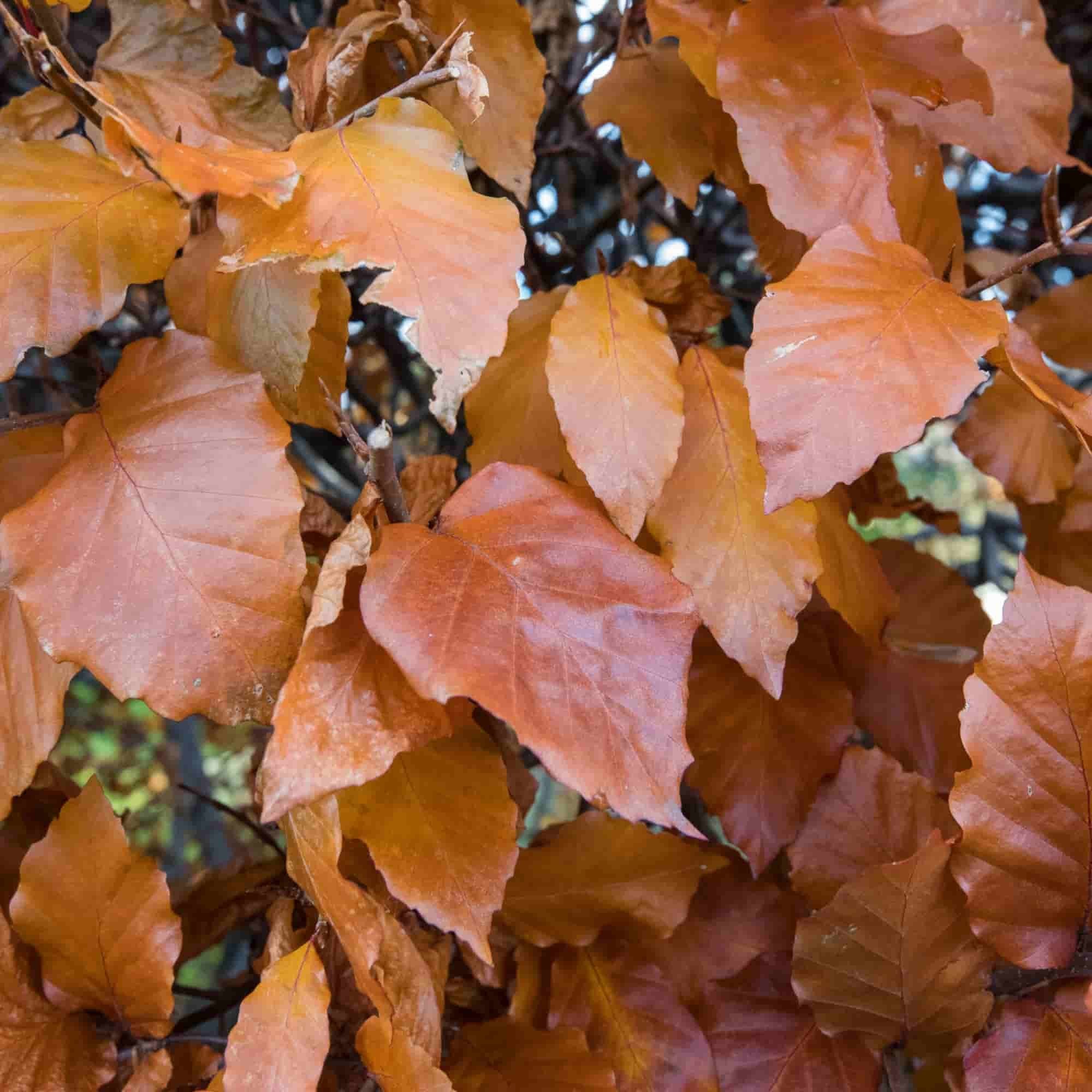 Beech (Fagus sylvatica)