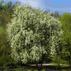 Cherry - Bird (Prunus padus)