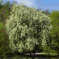 A mature Bird cherry tree (Prunus padus) 