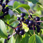 Cherry - Bird (Prunus padus)