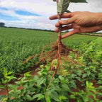 Cherry - Bird (Prunus padus)