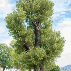 A mature black poplar tree 