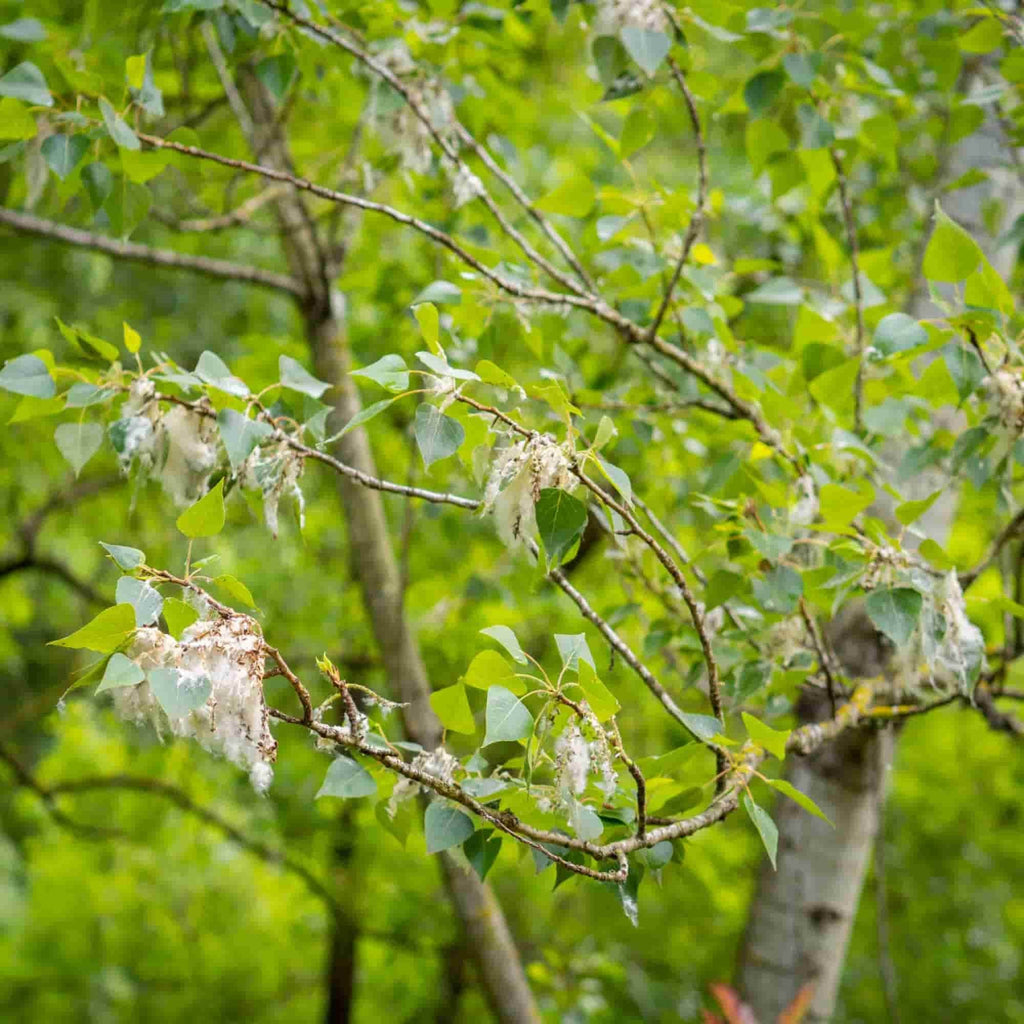 Poplar - Black (Populus nigra betulifolia)