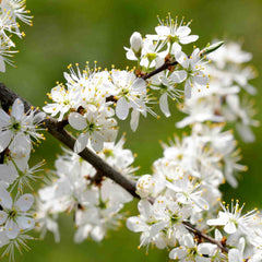 A close up of the flowers of Prunus spinosa (Blackthorn) against an out of focus green background