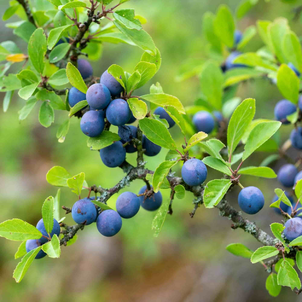Clusters of sloes and leaves on a blackthorn bush (Prunus spinosa)