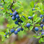 Clusters of sloes and leaves on a blackthorn bush (Prunus spinosa)