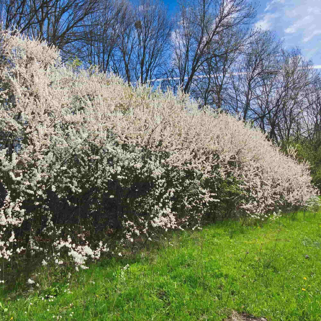 A mature, flowering blackthorn hedge (Prunus spinosa)