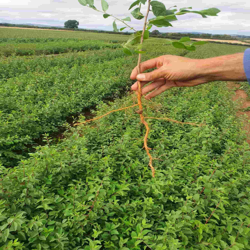 The root of a Prunus spinosa bare root hedging plant at a specialist nursery
