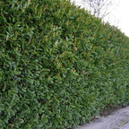 Cherry Laurel (Prunus laurocerasus)