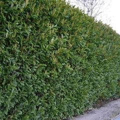A mature Cherry Laurel hedge (Prunus laurocerasus) showing its large, glossy evergreen leaves.