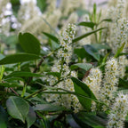 Cherry Laurel (Prunus laurocerasus)