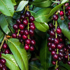 Cherry Laurel (Prunus laurocerasus)