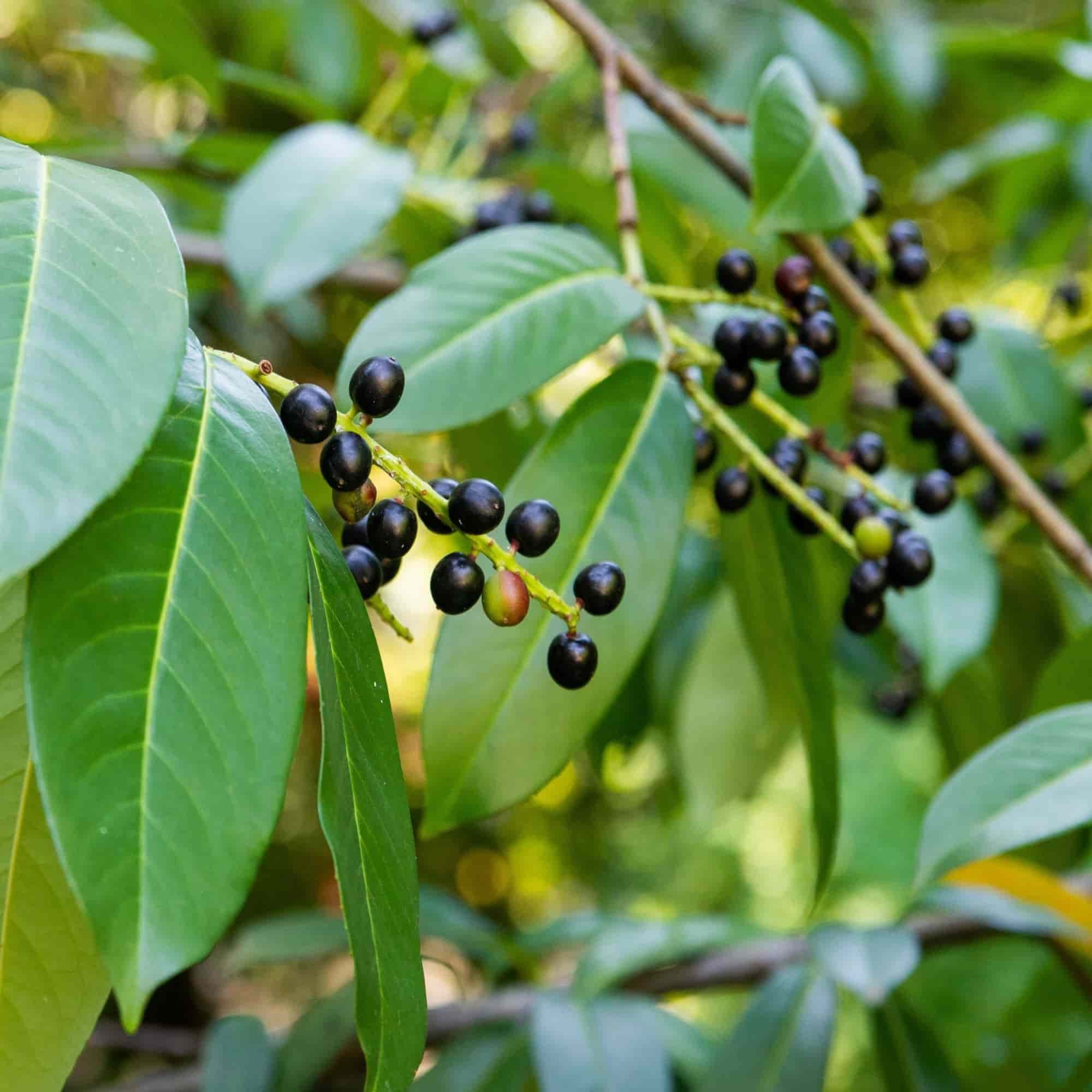 Cherry Laurel (Prunus laurocerasus)