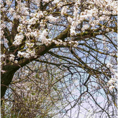Cherry Plum (Prunus cerasifera) tree in flower in Spring