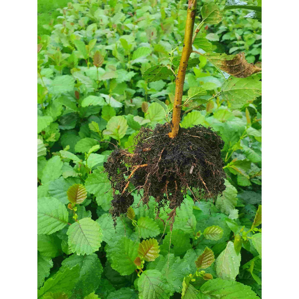 Alder - Common (Alnus glutinosa)