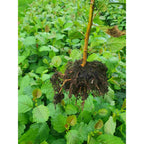 Alder - Common (Alnus glutinosa)