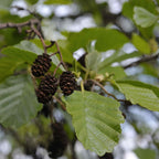 Alder - Common (Alnus glutinosa)