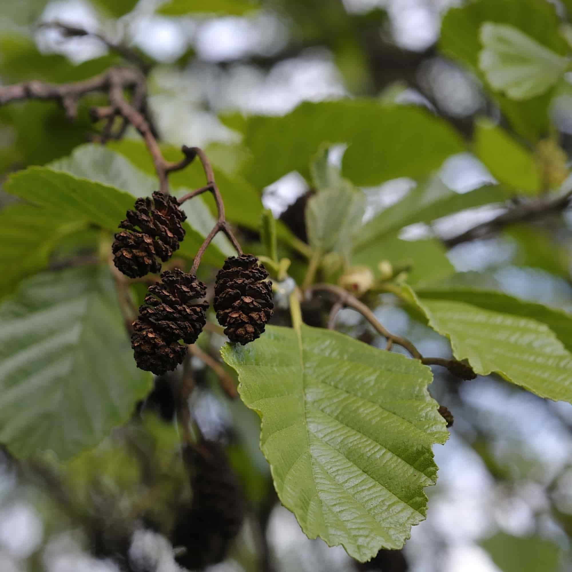 Alder - Common (Alnus glutinosa)