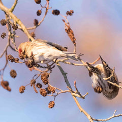Birds eating seeds out of the seed heads of a Common alder tree (Alnus glutinosa) with a blue sky