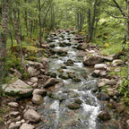 Alder - Common (Alnus glutinosa)
