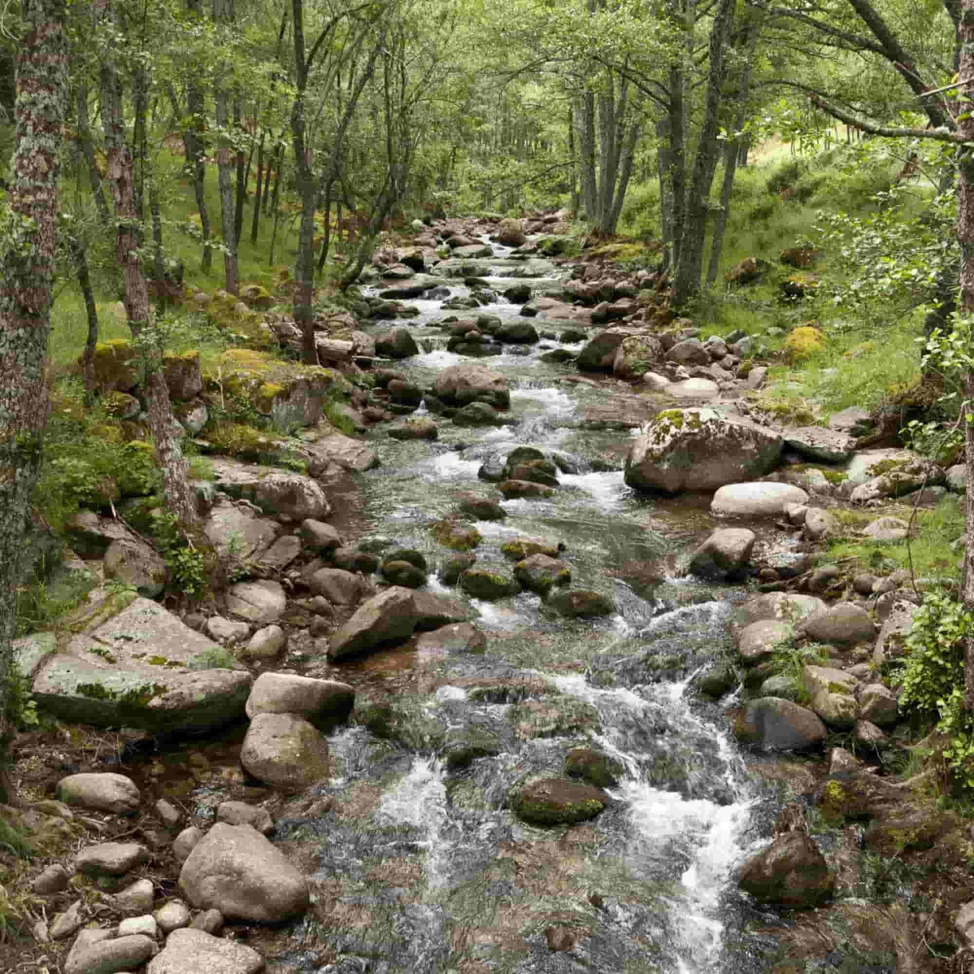 Alder - Common (Alnus glutinosa)