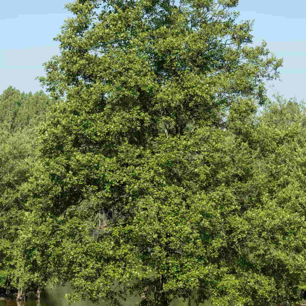 Alder - Common (Alnus glutinosa)