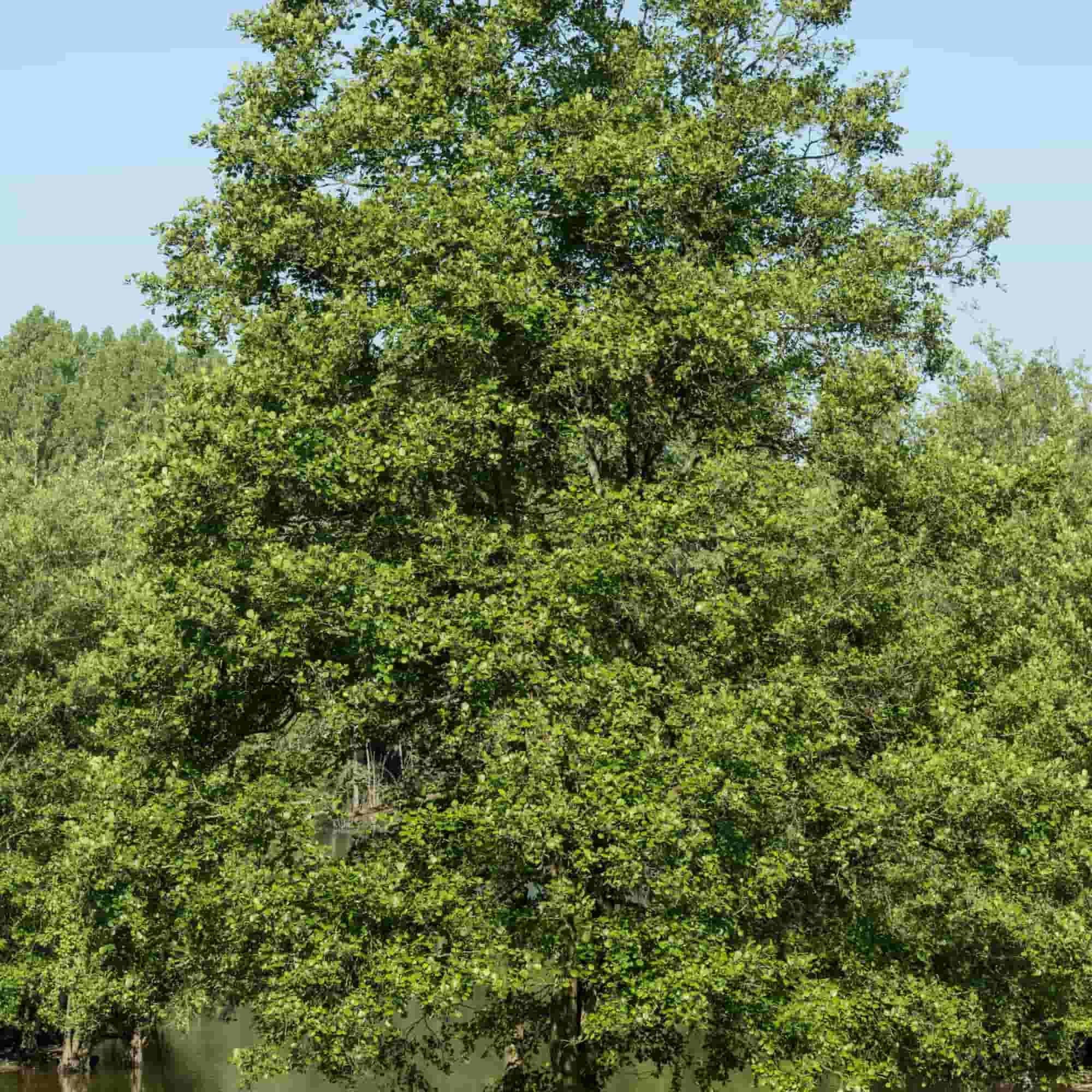 Alder - Common (Alnus glutinosa)