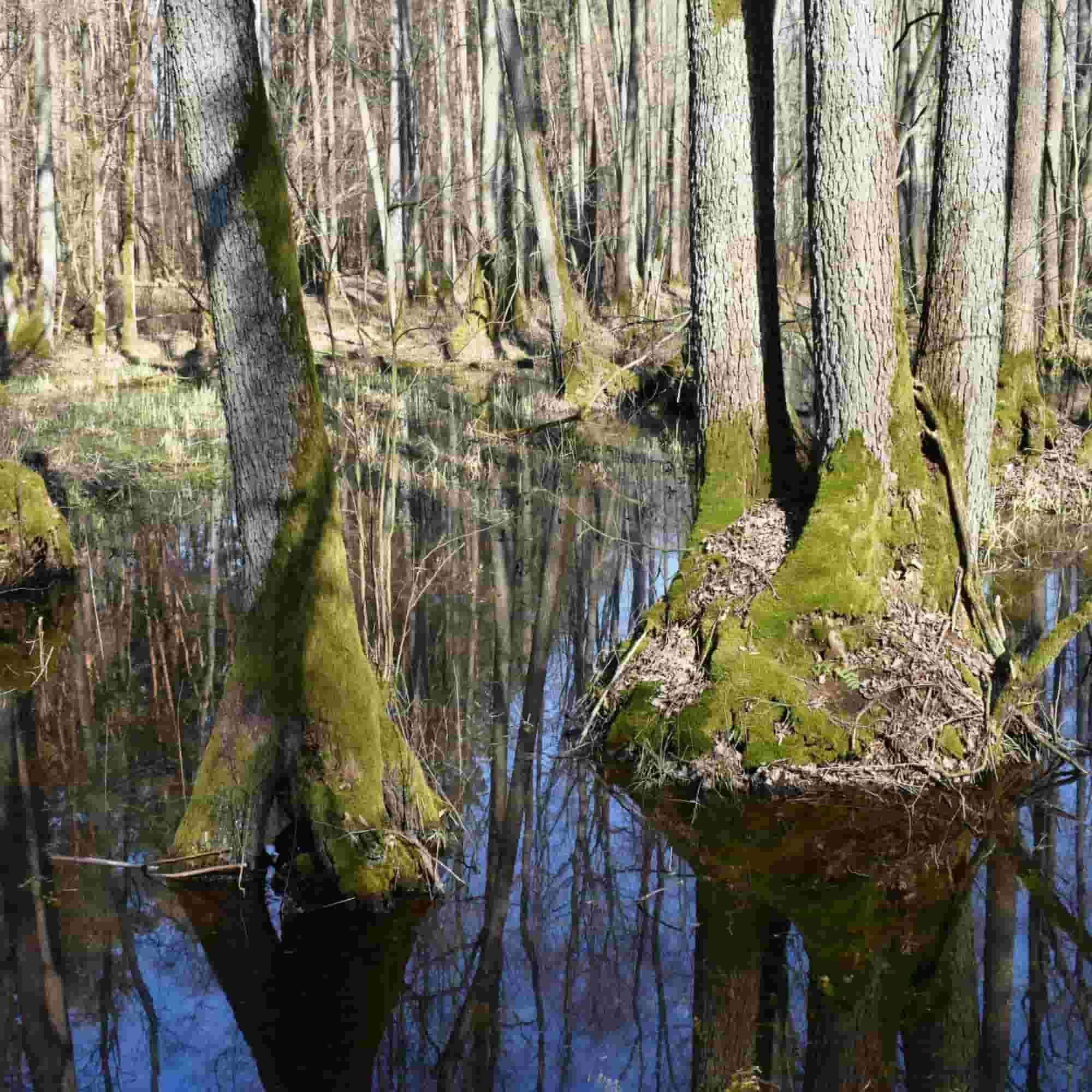 Alder - Common (Alnus glutinosa)