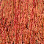 Dogwood - Common (Cornus sanguinea)