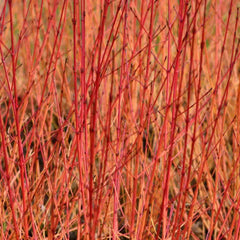 Common, native dogwood (Cornus sanguinea) orange stems