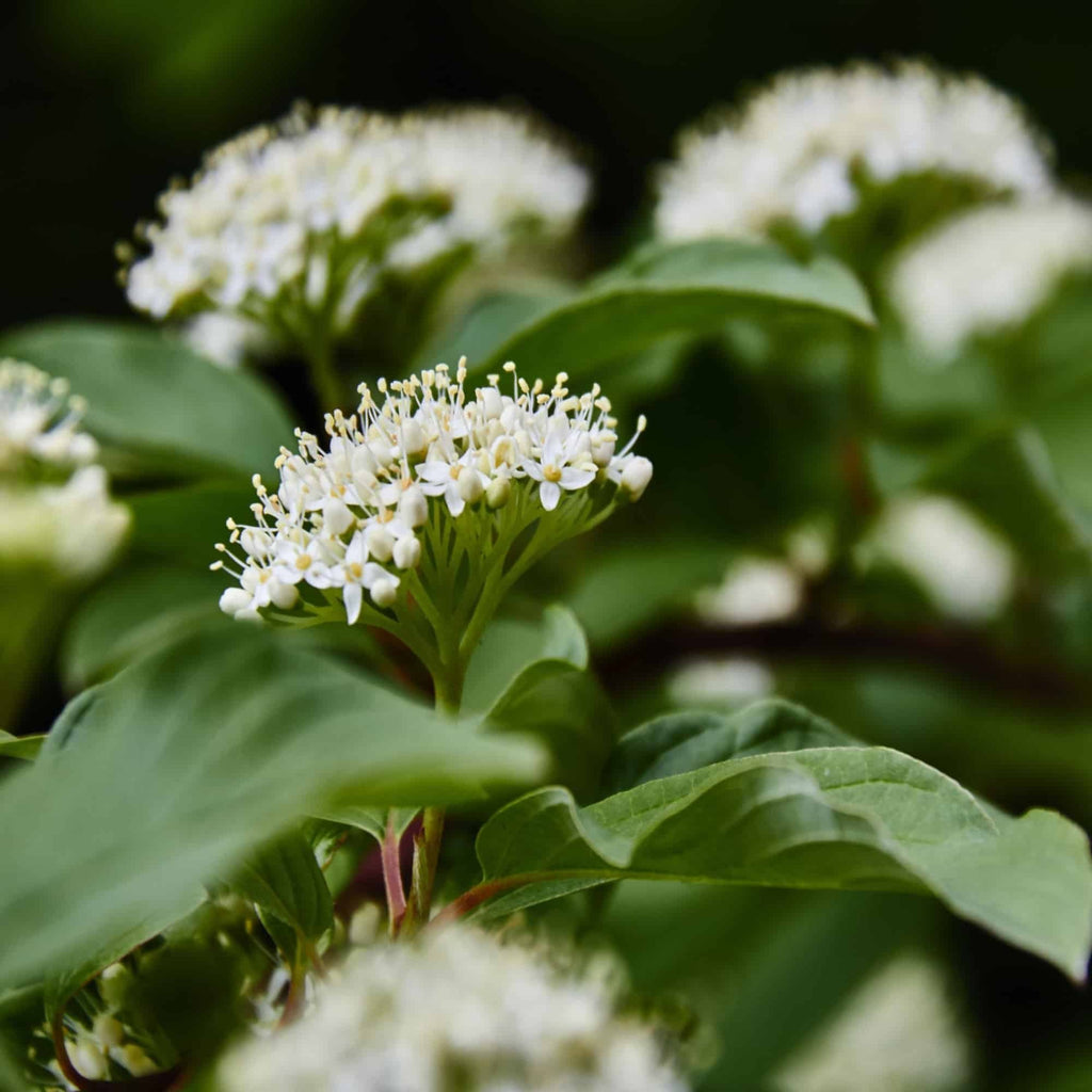 Dogwood - Common (Cornus sanguinea)