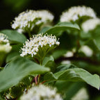 Dogwood - Common (Cornus sanguinea)