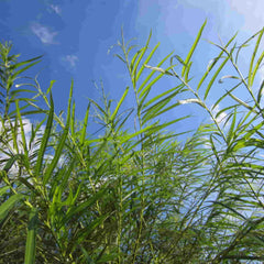 Long slim leaves of common osier (Salix viminalis) against a blue summer sky