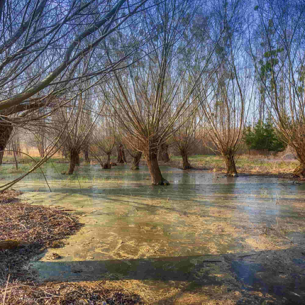 Willow - Osier (Salix viminalis)