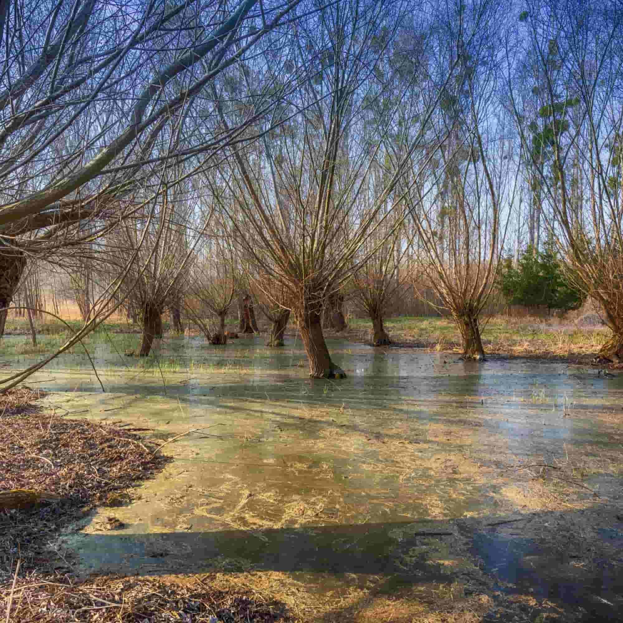Willow - Osier (Salix viminalis)