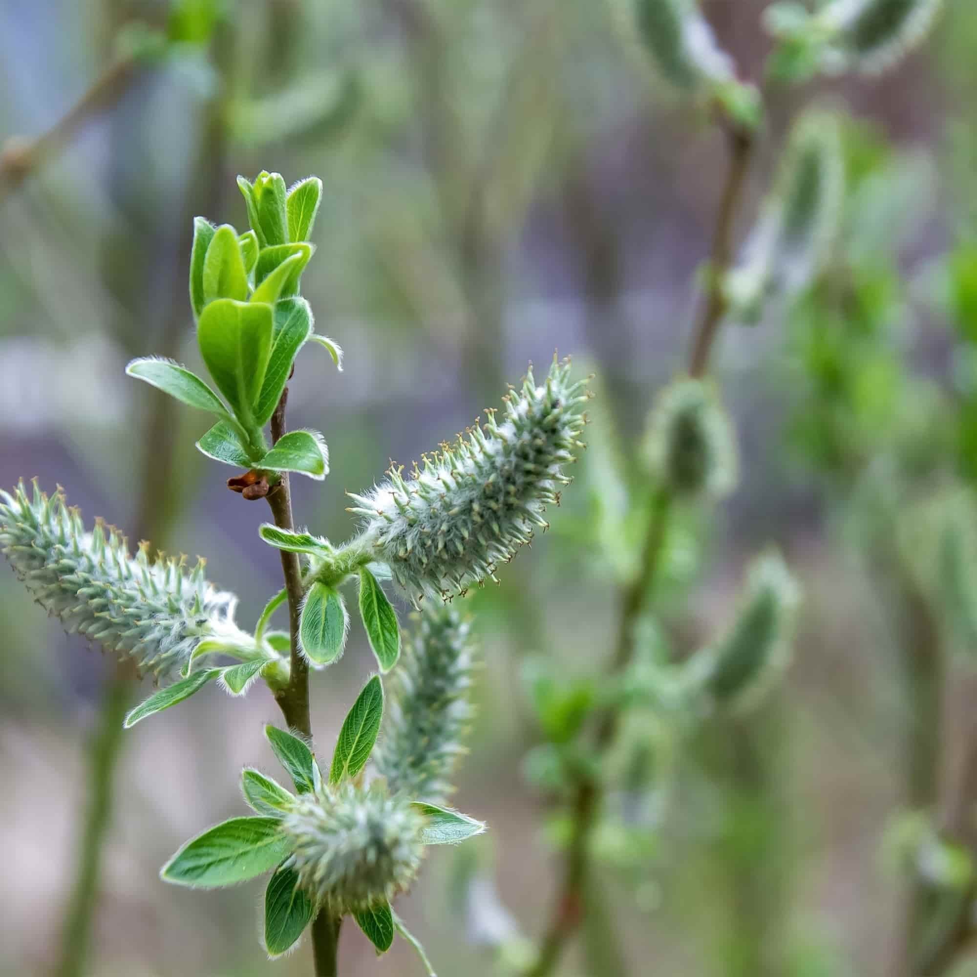 Willow - Osier (Salix viminalis)