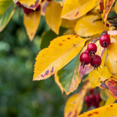 Sorbus aria (Common whitebeam) autumnal yellow leaves and red berries.